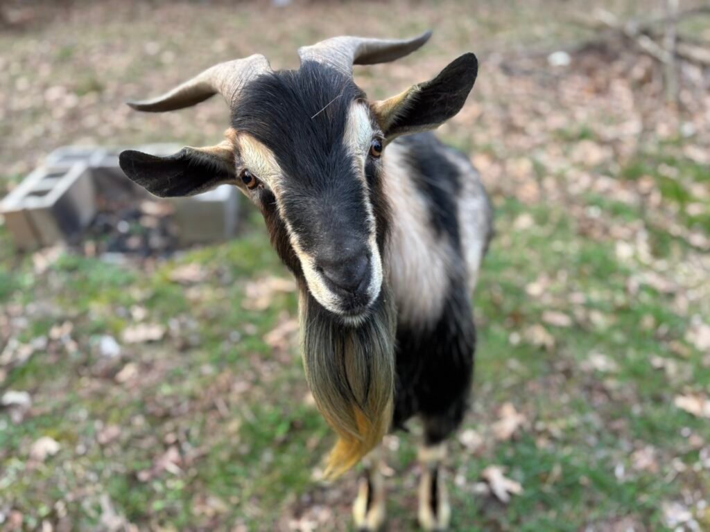 Jethro